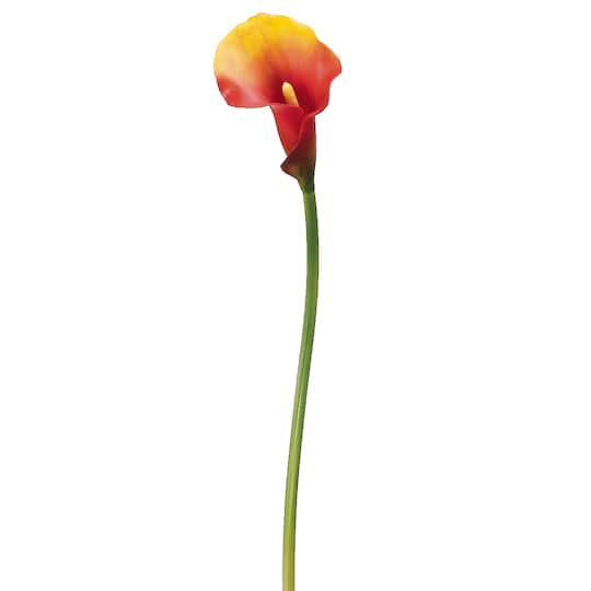 Flame Calla Lily Stem, 12ct.